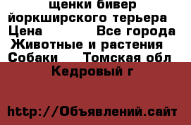 щенки бивер йоркширского терьера › Цена ­ 8 000 - Все города Животные и растения » Собаки   . Томская обл.,Кедровый г.